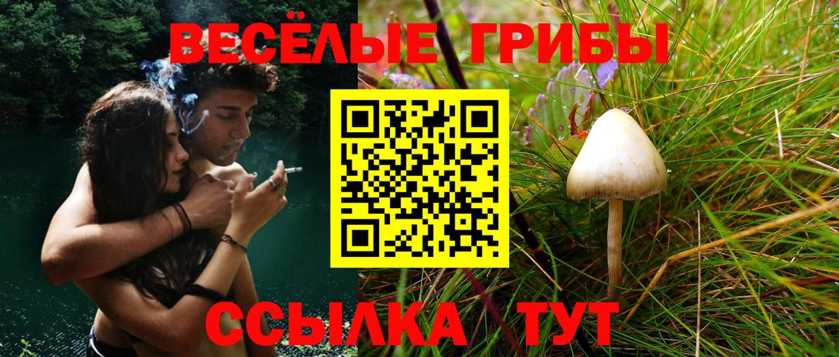Псилоцибиновые грибы Psilocybine cubensis  Галлюциногенные грибы Psilocybine cubensis  Курчатов  Вход с VPN 